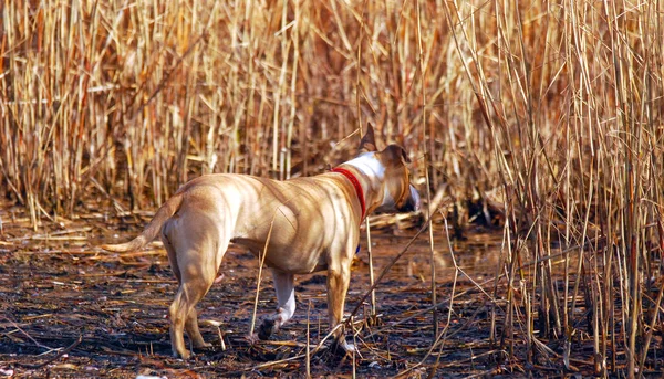 Amstaff ras hund i röret — Stockfoto