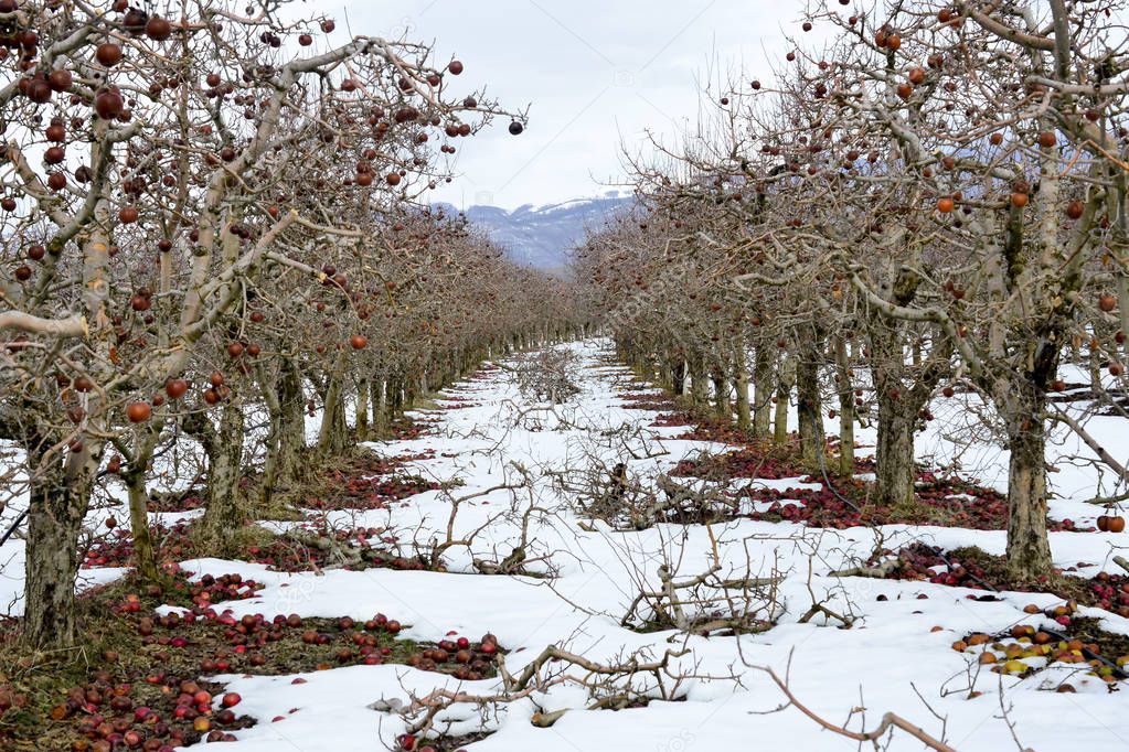 pruned trees of an apple orchard in winter, image