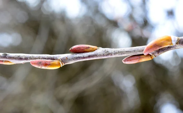 Willow Buds February Macro Image — Stock Photo, Image