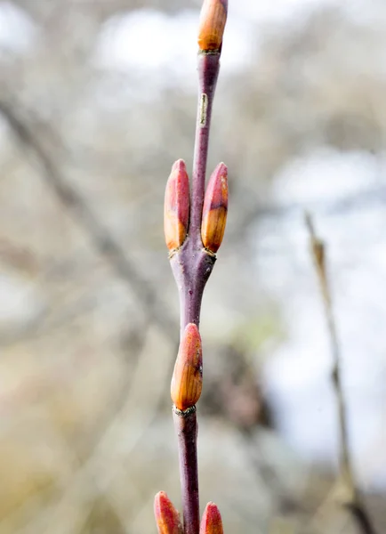 Şubat Ayında Makro Görüntüsünü Tomurcukları Willow Bir — Stok fotoğraf