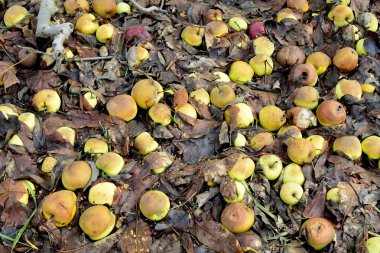 bir meyve bahçesi, çürük düşmüş elma görüntü