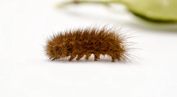 Brun Caterpillar Vit Bakgrund Bild — Stockfoto