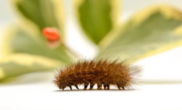 Brun Caterpillar Vit Bakgrund Fornt Gröna Blad Grunt Dof Bild — Stockfoto