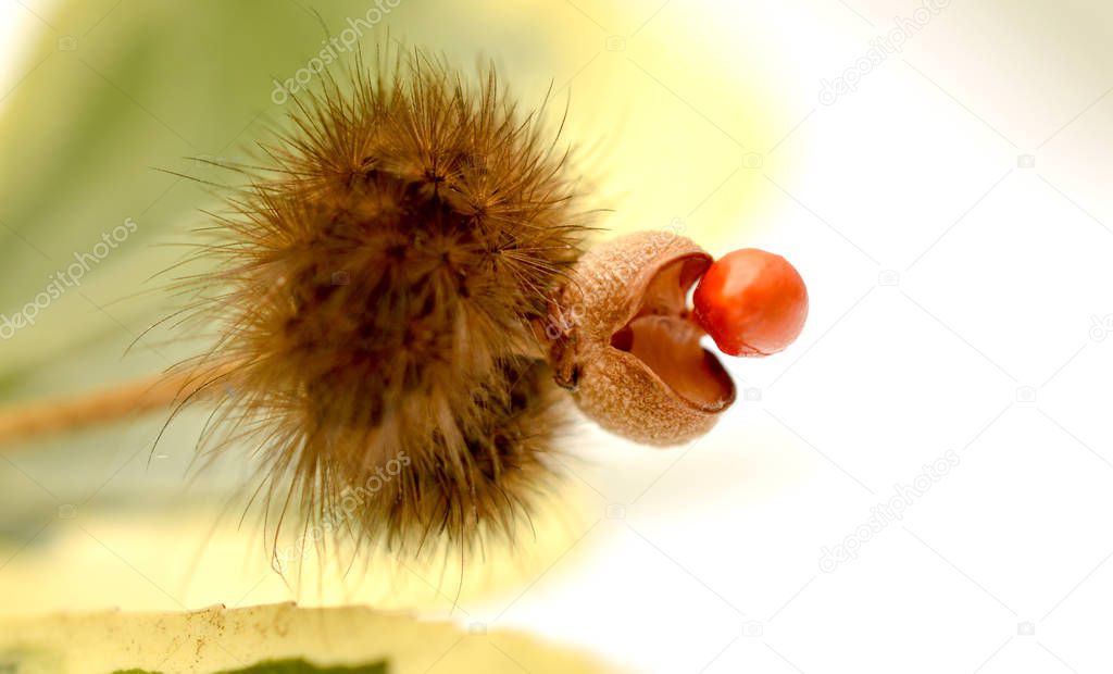 brown caterpillar on a stem of a flowering plant, image