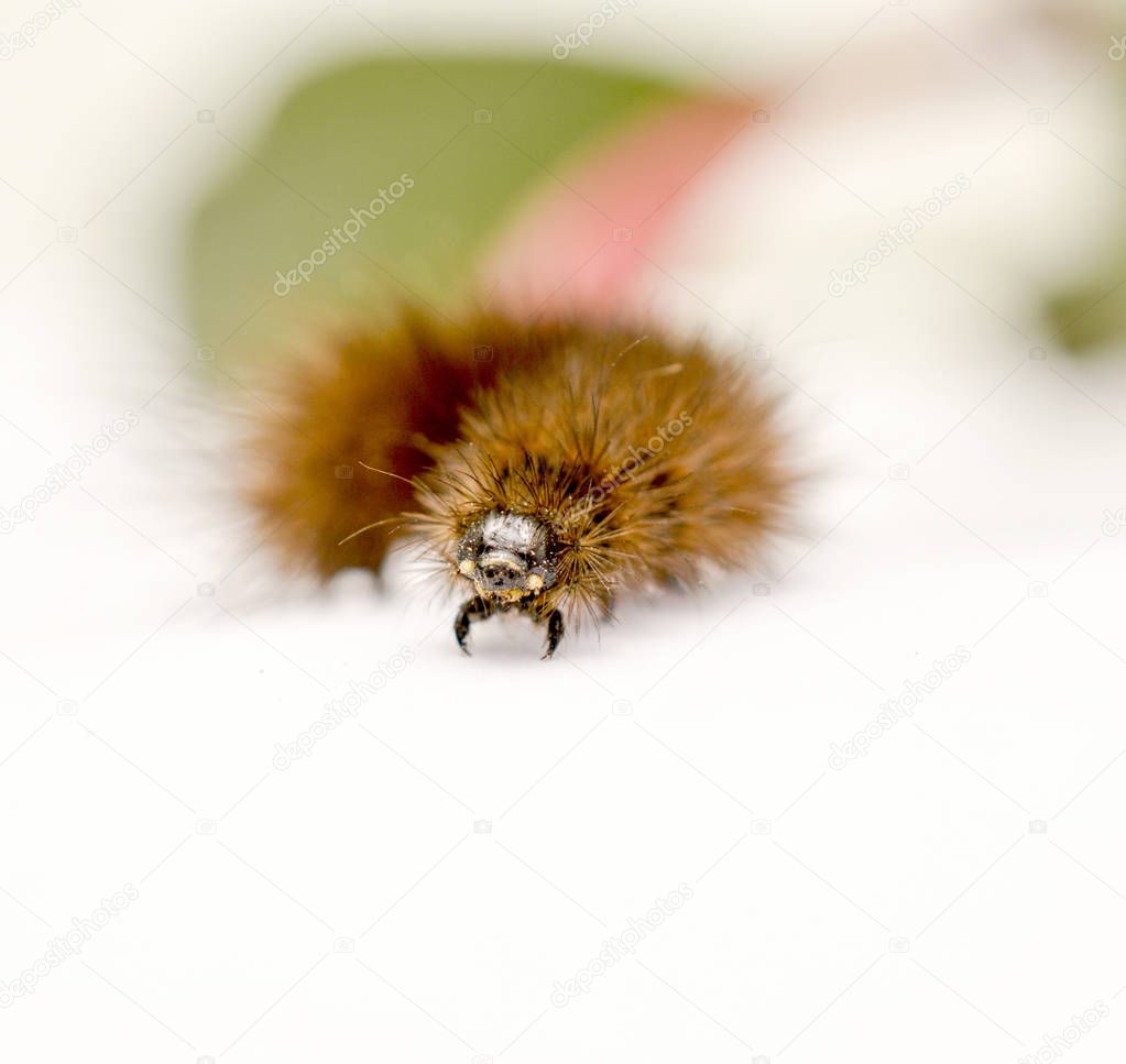 brown caterpillar on a white background, image
