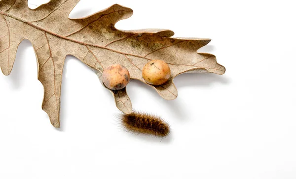 Brun Larv Torr Eklöv Vit Bakgrund Bild — Stockfoto