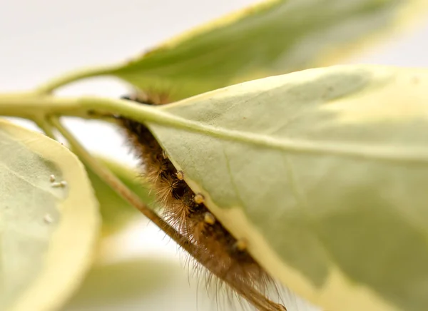 Brun Caterpillar Gröna Blad Vit Bakgrund Bild — Stockfoto