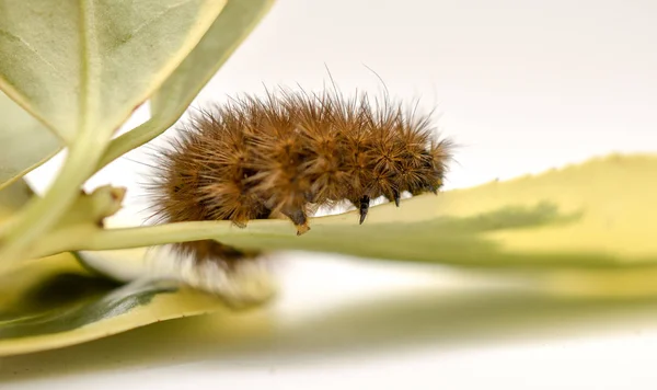 Brun Caterpillar Gröna Blad Vit Bakgrund Bild — Stockfoto