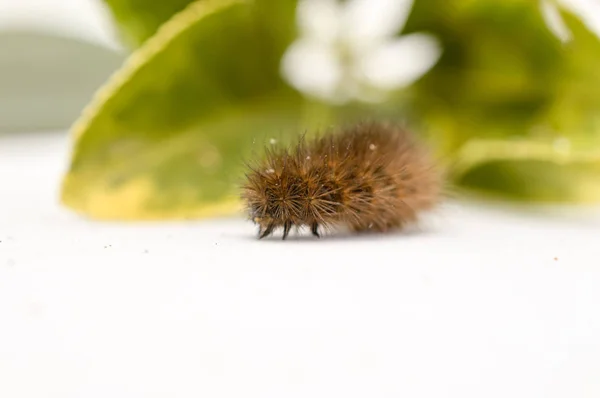 Brun Caterpillar Vit Bakgrund Framför Gröna Blad Grunt Dof Bild — Stockfoto
