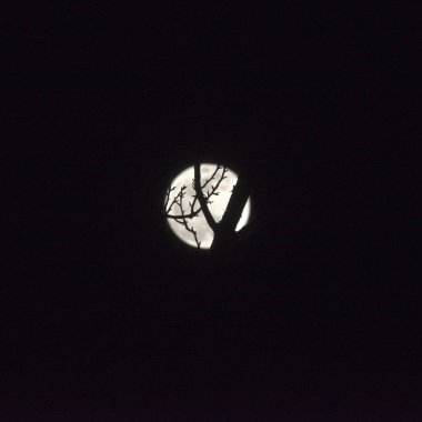 snow moon in winter, image of a clipart