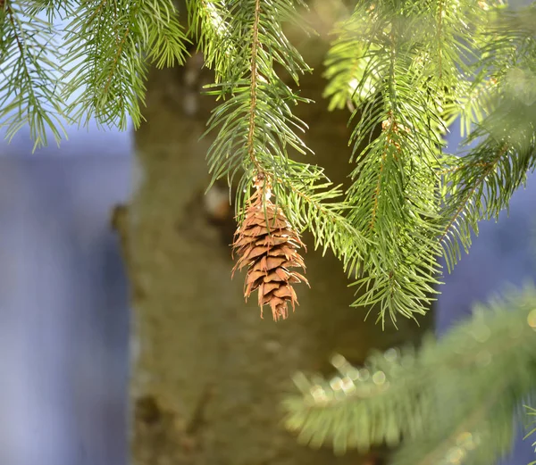 Yaprak dökmeyen ağaç dalları koni ile — Stok fotoğraf