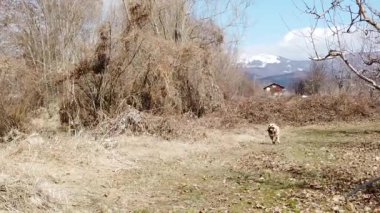 Genç amstaff köpek çalışan