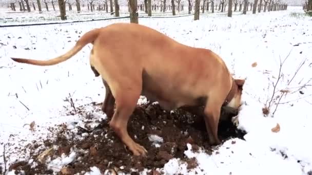 Стафф Собака Копає Грунт Взимку — стокове відео