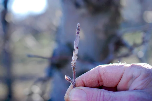 Agriculteur montrent des brindilles de pomme infectées par la maladie du champignon blanc en mars — Photo