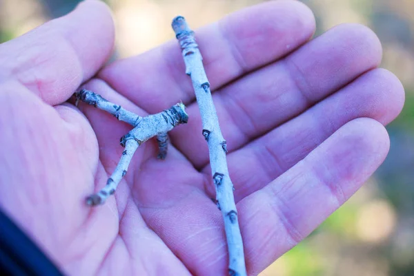 Agriculteur montrent des brindilles de pomme infectées par la maladie du champignon blanc en mars — Photo