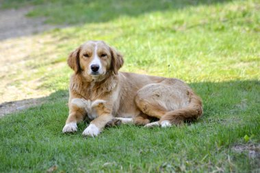 bir çim döşeme kahverengi sokak köy