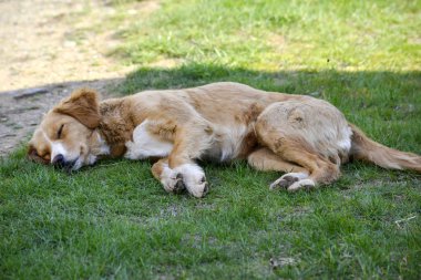 bir çim üzerinde uyku kahverengi sokak köy köpek