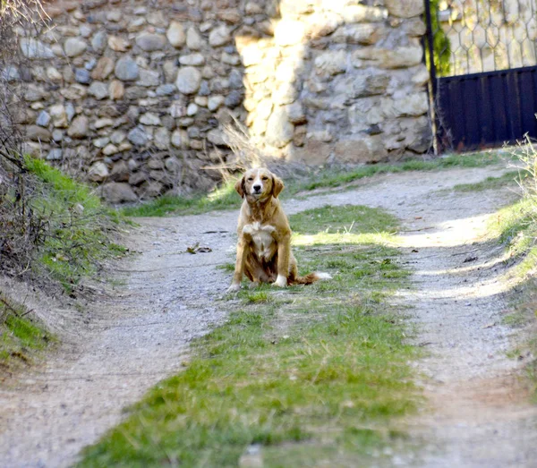 Brown anjing desa liar duduk — Stok Foto