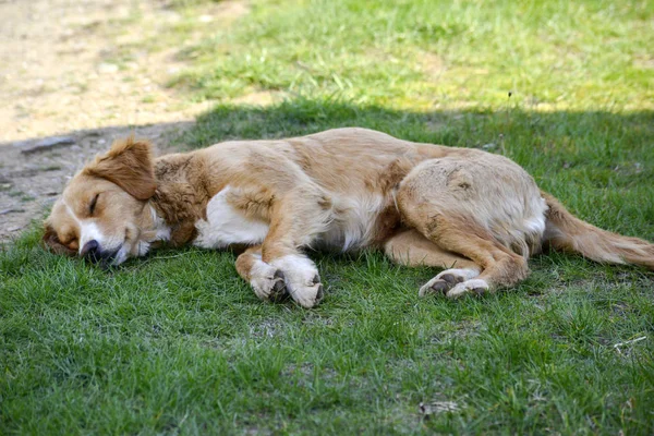 Коричневая бродячая собака спит на траве — стоковое фото