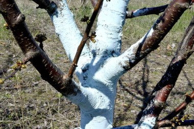 Mart ayında kiraz ağaçları Bordeaux küf mücadele için karışımı ile tedavi. Bordeaux karışımı organik tarımda izin verilir ve yıkım ve diğer bitki hastalık karşı korur.