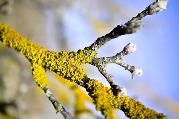 Baumpilz auf altem Apfelbaum — Stockfoto