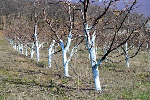 Cherry trees in march treated with Bordeaux mixture to combat mildew. Bordeaux mixture is allowed in organic agriculture and protects against blight and other diseases in plants. — Stock Photo, Image