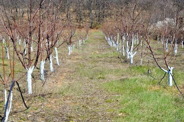 Cerejeiras em marcha tratadas com mistura de Bordéus para combater o míldio. Bordéus mistura é permitida na agricultura orgânica e protege contra a praga e outras doenças nas plantas . — Fotografia de Stock