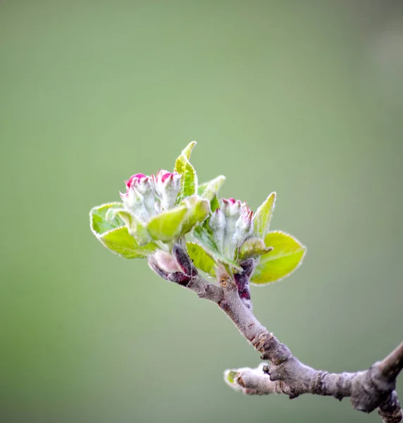 Imagen recortada de un capullo de manzana en primavera — Foto de Stock