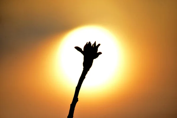 Silhouette of an apple buds on sunrise — Stock Photo, Image