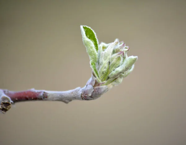 Image recadrée d'un bourgeon de pomme au printemps — Photo