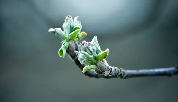 Обрезанный рисунок яблочных бутонов весной — стоковое фото