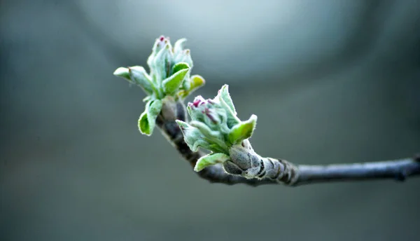 Image recadrée d'un bourgeon de pomme au printemps — Photo