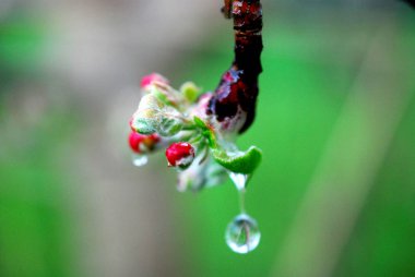 Bahar çiçekleri elma çiçekler ve waterdop