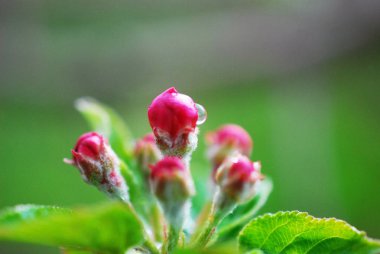Bahar çiçekleri elma çiçekler ve waterdop