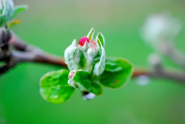 Spring blossoms apple flowers and waterdop — Stock Photo, Image