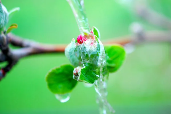 Flores de primavera flores de maçã e waterdop — Fotografia de Stock