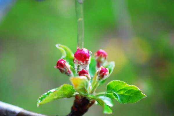 Spring blommar äppel blommor och waterdop — Stockfoto