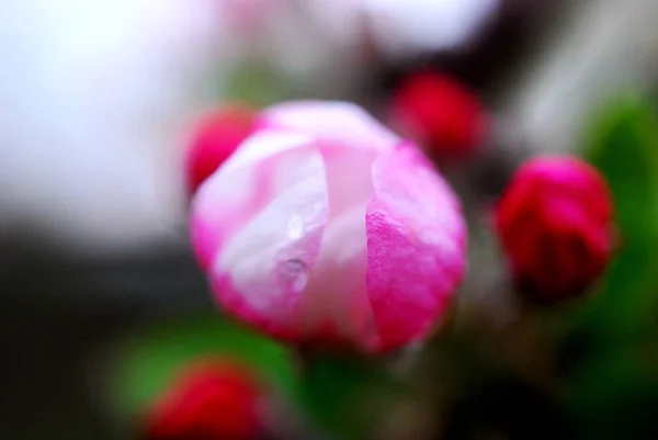 Fleurs de printemps fleurs de pomme et dogue d'eau — Photo