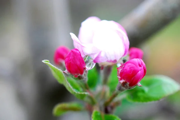 Flores de primavera flores de manzana y waterdop —  Fotos de Stock