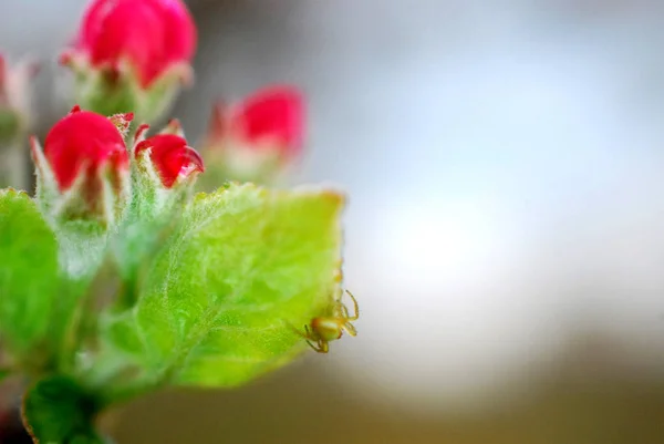 春の桜リンゴの花と小さなクモ, — ストック写真