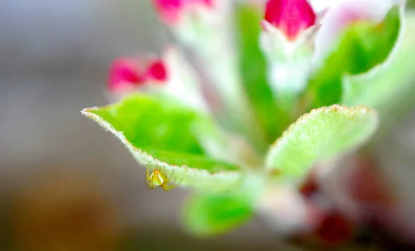 Άνθη της άνοιξης άνθη μήλο και μικρή αράχνη, — Φωτογραφία Αρχείου