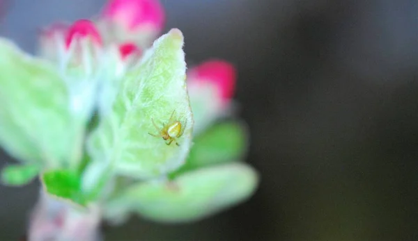 Flores de primavera flores de manzana y araña pequeña , —  Fotos de Stock