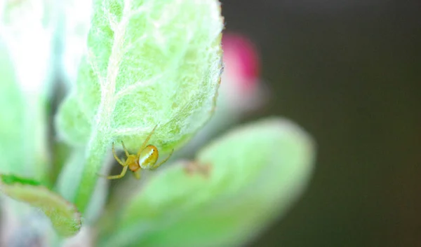 Frühlingsblüher Apfelblüten und kleine Spinne, — Stockfoto