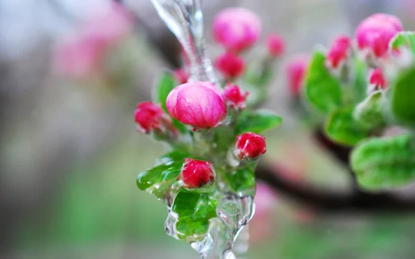 La primavera florece flores de manzana en un árbol, concepto de primavera — Foto de Stock