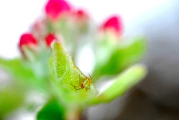 Flores de primavera flores de maçã e pequena aranha , Fotografia De Stock