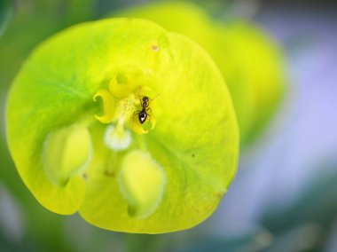 Çok küçük bir siyah karınca bir bitki sığ dof sarı yeşil çiçek üzerinde nektar toplama