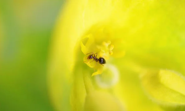 Eine sehr kleine schwarze Ameise sammelt Nektar auf einer gelb-grünen Blüte einer Pflanze flach dof — Stockfoto