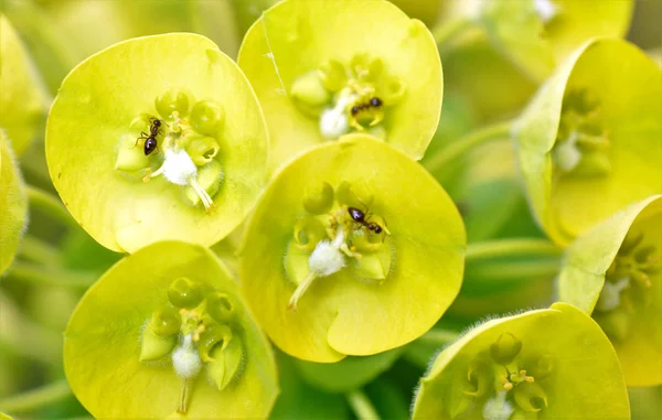植物の浅いドーフの黄色い緑色の花に蜜を集める非常に小さな黒いアリ — ストック写真