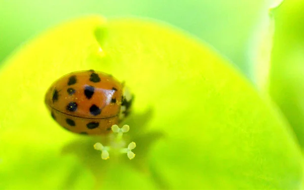 春花特写上的瓢虫 — 图库照片