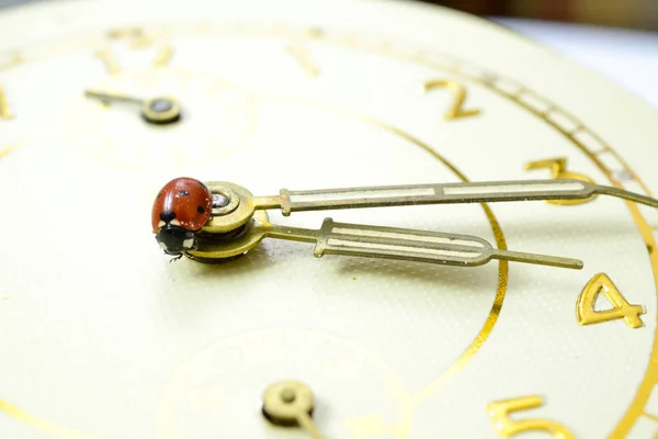 Coccinelle sur une vieille surface d'horloge . — Photo